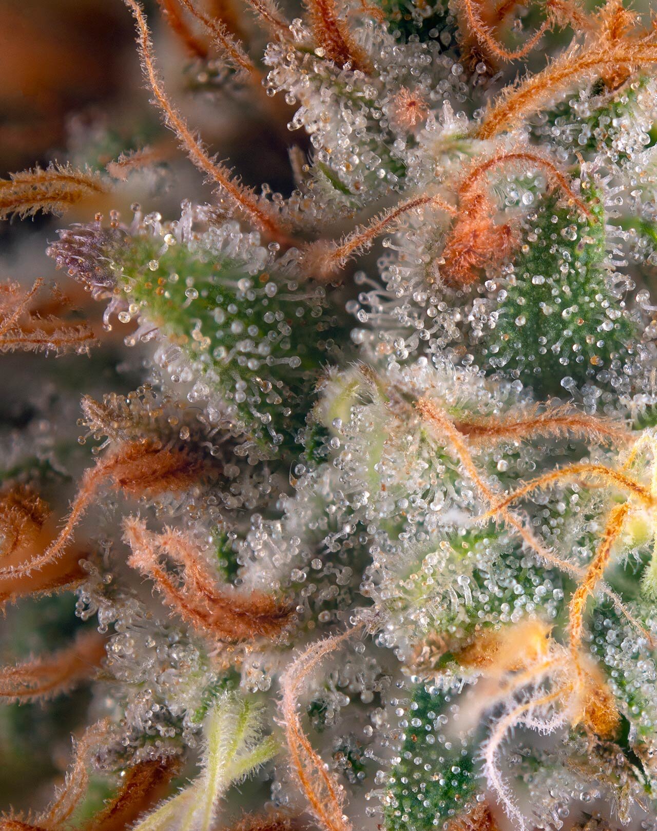 products-marijuana-flower-everett.jpg